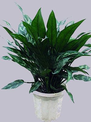 黑美人0.4-寧波綠植出租