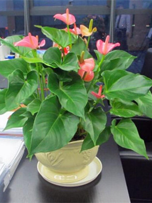 粉掌組合0.4-寧波花卉出租
