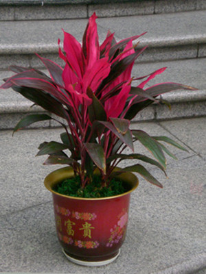 紅鐵0.6-寧波花卉出租