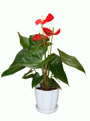 紅掌0.4-寧波花卉出租