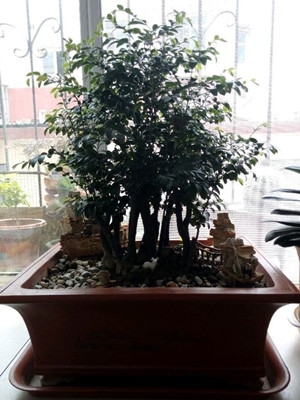 小葉紫檀0.4-寧波綠植租賃