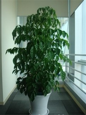 綠寶樹1.6-寧波綠植租賃
