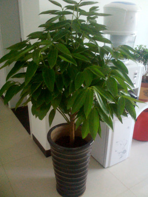 平安樹1.6-寧波綠植租賃
