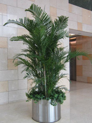 散尾葵2.5-寧波綠植租賃