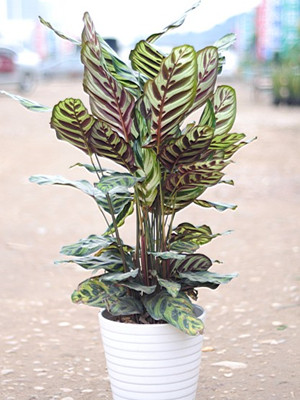孔雀竹芋0.6-寧波綠植出租