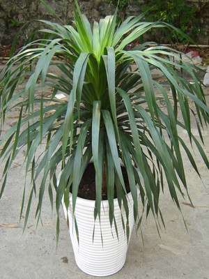 單枝龍須鐵0.5-寧波綠植出租