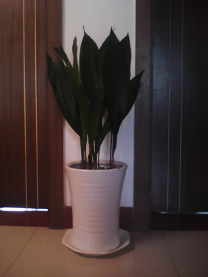 一葉蘭0.6-寧波綠植出租