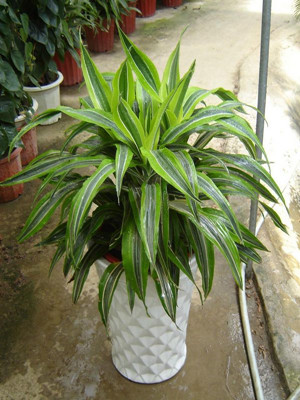 巴西美人0.4-寧波綠植出租