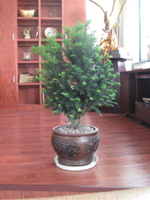紅豆杉0.4