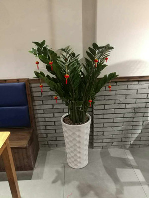 金錢樹1.5-寧波綠植租賃