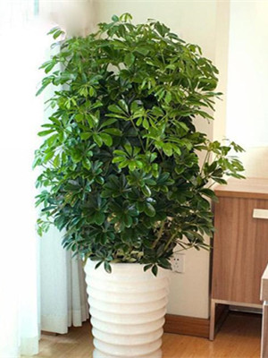 鴨腳木1.6-寧波綠植租賃