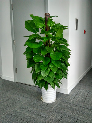 大綠蘿1.6-寧波綠植租賃