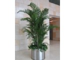 散尾葵2.5-寧波綠植租賃